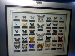 -上海昆虫博物馆