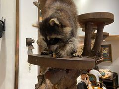 -more than meow吴止猫主题餐厅(承德 中船汇店)