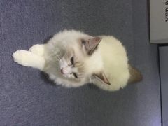 iphone_upload_pic-喵的天空名猫咖啡馆·撸猫·猫舍·用品