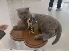 -共舞时光猫咖·狗咖(新街口店)