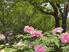 -国家植物园南园