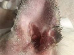 -贝康宠物医院·犬猫全科·小动物特色诊疗中心(东环路店)