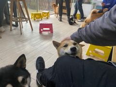 -柴犬高等学院·狗咖·柴犬售卖·宠物训练