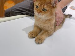-COLOR PETS 撸猫馆·购猫·猫咖(长风大悦城店)