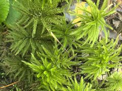 -五营红松林海景区