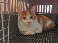 -瑞派·关忠动物医院·猫专科·犬专科(三环新城店)