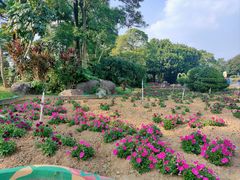 -松山湖梦幻百花洲