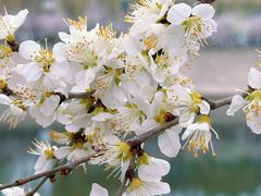 -桃花堤公园