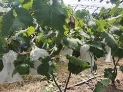 -马陆小张葡萄园农家乐