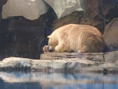 -海合安武汉极地海洋公园