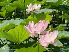 荷花盛开-北纬44度·金珠花海休闲农业旅游景区