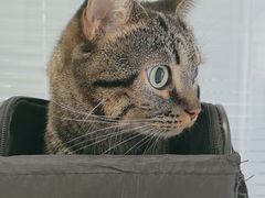 -瑞派福兴宠物医院犬猫全科·骨科·中西医结合(河东店)