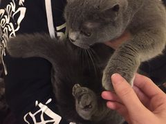 -猫色咖啡·猫咖