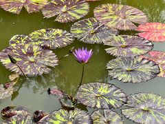 -国家植物园南园