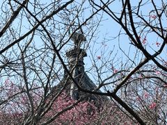 -香雪海