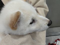 -安安宠医宠物医院·异宠·犬猫内科(岳阳分院)