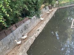 -丽泽山庄·生态怀柔菜·虹鳟鱼(红螺寺店)