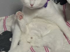 -张翻越·川渝冒菜·武汉黑鸭煲(城北万象城店)