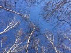 -塞罕坝国家级自然保护区