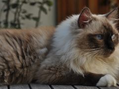 -喵屿·大理花园猫咖