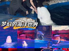 -大连圣亚海洋世界