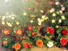 iphone_upload_pic-双季花艺园艺市场(浦东店)