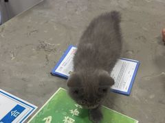 -四月宠物医院·猫专科·心脏专科·内科(转塘店)