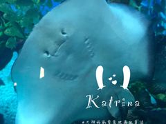 游乐设施-上海海昌海洋公园