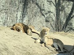 -北京野生动物园