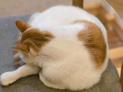 -猫的天空之城概念书店(苏州平江店)