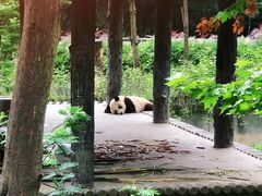 -中国大熊猫保护研究中心雅安碧峰峡基地