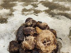 -大象粑粑造纸公园