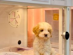 -翊宠yipet猫狗购宠庄园犬舍•猫舍