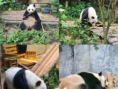 -深圳野生动物园