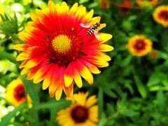 -大兴滨河森林公园