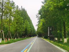 -黄海国家森林公园