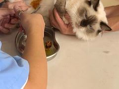 -福懋动物医院·犬猫全科·外科·重症科(杏林分院)