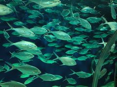 -上海海洋水族馆