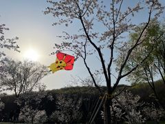 -羊山湖公园
