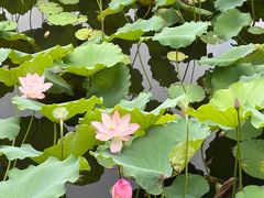 -荔湾湖公园