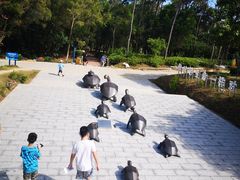 -广东惠东海龟国家级自然保护区