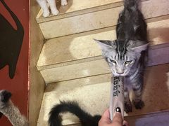 -猫爷宠物生活馆·撸猫馆