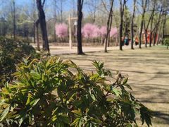 -洛阳市隋唐城遗址植物园
