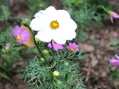 景点-广州珠江公园