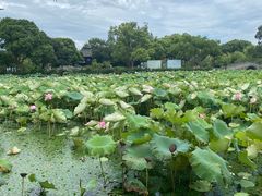 -无锡蠡湖国家湿地公园-蠡园