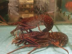 -阿伟海鲜楼·福建菜(延寿店)
