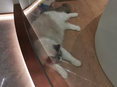 -1013 PET SHOP精品宠物商店(丁香店)