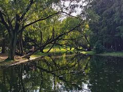 -上海共青森林公园