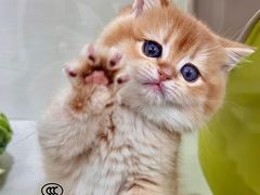 -青奢宠物·青奢猫舍