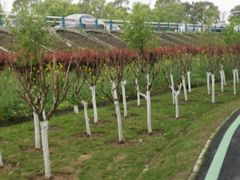 -合肥滨湖国家森林公园